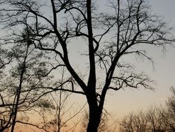 aesthetic trees silhouette landscape