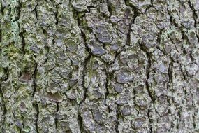 Bark of the tree in a forest