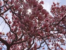 blooming pink tree in mongolia