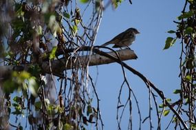 sparrow on a tree