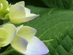 white hydrangea closeup