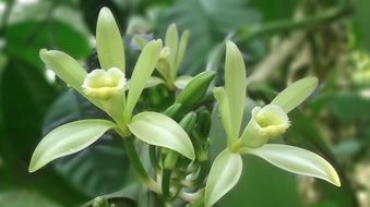 white flowers of vanilla close up