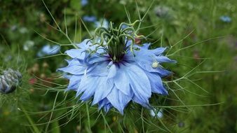 damascus nigella flower