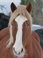 horse animal mammal nature pasture