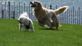 two dogs on a green lawn on a sunny day