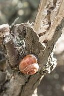 snail on the bark