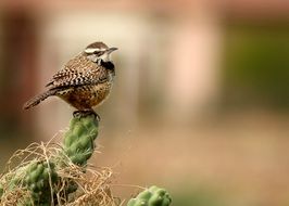 the wren on cactus