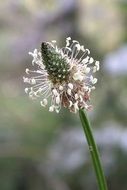 plantain plant