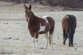 horses on pasture in british columbia in freeze