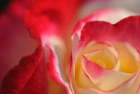bright colorful rose petals