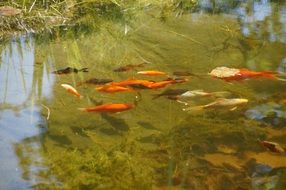 goldfish in the garden pond