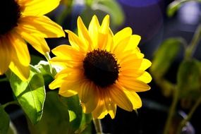 inimitable sunflower