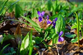 wald violet flower blossom in the spring