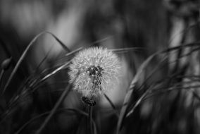 fluffy dandelion black and white close-up