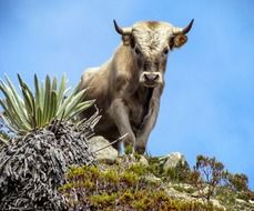 charolais bull