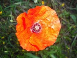 red poppy top view