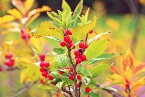 red berries on an autumn bush in autumn