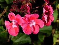 pink geranium
