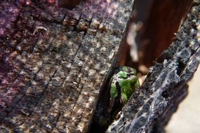 Close-up of the green frog in the tree