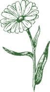 drawing of a green daisy on a white background