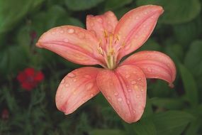 pink lily flower in dew drops