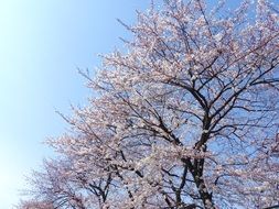 blooming sakura at sky