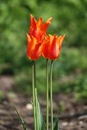 three red tulips