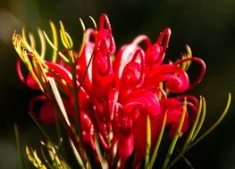 grevillea flower floral bloom