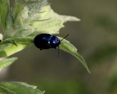 macro picture of black shiny beetle on a green plant