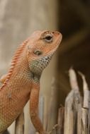 lizard is a reptile