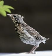 sparrow bird closeup