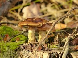 toxic mushrooms in the forest