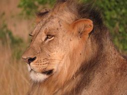 lion in the wild in kenya