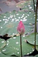 Gently pink bud of the lotus among the huge leaves