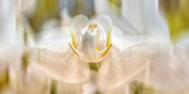 white orchid in blurred background