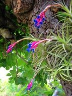 Flowering plants aerial clove
