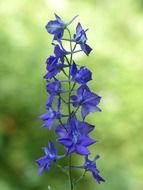 garden feldrittersporn flower