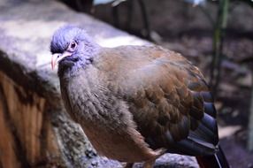 speckled pigeon portrait