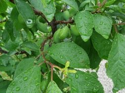 splendiferous green leaves