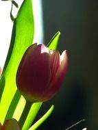 one natural tulip