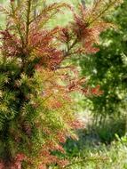 bright pine in the forest close up