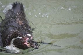 black penguin swims in the water close-up