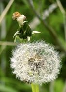 fluffy dandelion bud in the meadow