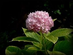 Pink hydrangea hortensia in bloom