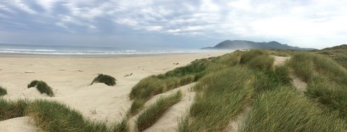 landscape of Green grass in a sand dune