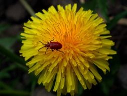 brown beetle on a yellow dandelion