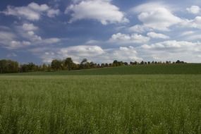 green field near the tree line