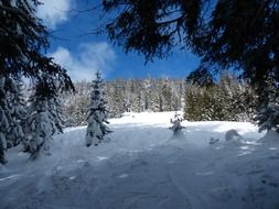 Winter coniferous forest on a sunny day