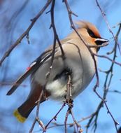 Bohemian waxwing sitting on a tree branch