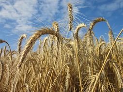 Harvest of the cereal in summer